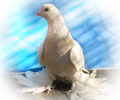 Pigeon Agaran №2