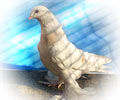 Pigeon Agaran №3