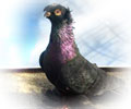 Pigeon Black №2