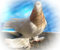 Pigeon Chelcar №1