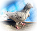 Pigeon Chelcar №11