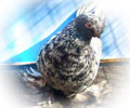 Pigeon Chelcar №12