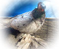 Pigeon Chelcar №13