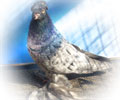 Pigeon Chelcar №15