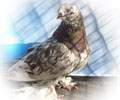 Pigeon Chelcar №16