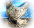 Pigeon Chelcar №2