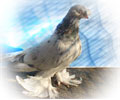 Pigeon Chelcar №3
