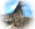 Pigeon Chelcar №4