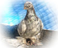 Pigeon Chelcar №5
