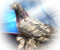 Pigeon Chelcar №6