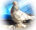 Pigeon Chelcar №7