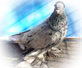 Pigeon Chelcar №8