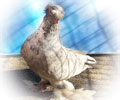 Pigeon Chelcar №9