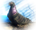 Pigeon Gulsar №1