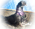 Pigeon Gulsar №2
