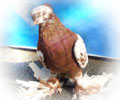 Pigeon Kapkan-chinny №2