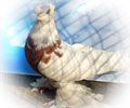Pigeon Kapkan-chinny №5