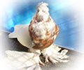 Pigeon Kapkan-chinny №6