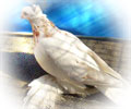 Pigeon Kapkan-chinny №7