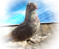Pigeon Kish-mish №1