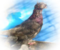 Pigeon Mallya №6