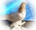 Pigeon Navod №3