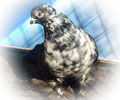 Pigeon Soch №5