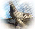 Pigeon Uda №1