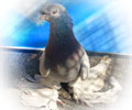 Pigeon Uda №2