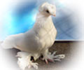 Pigeon White №1