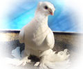 Pigeon White №2