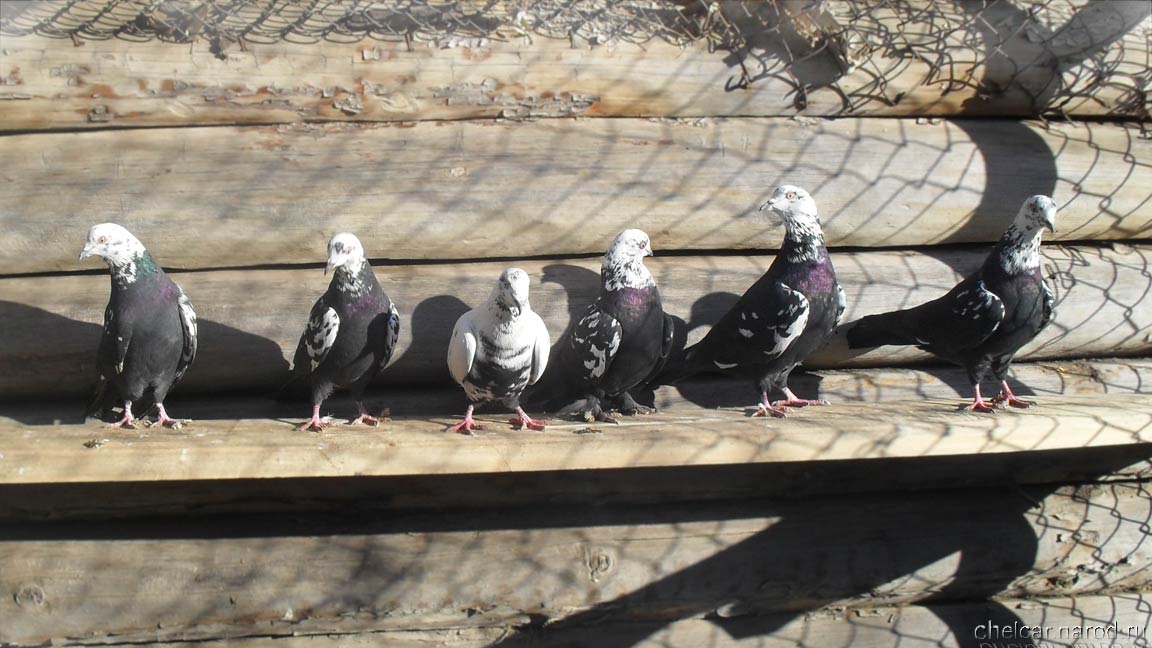 Bakinsky pigeons, photo №01
