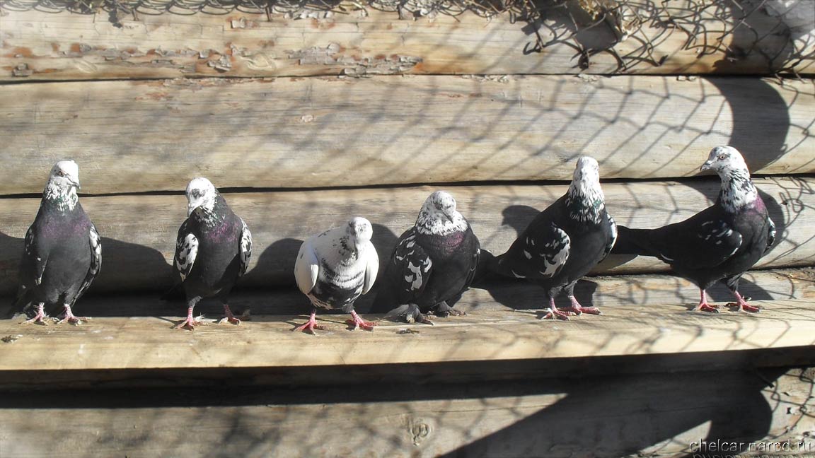 Bakinsky pigeons, photo №02