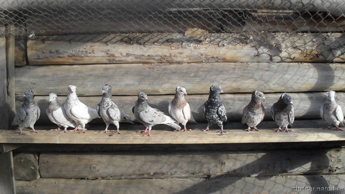 Бакинские голуби, фото №03