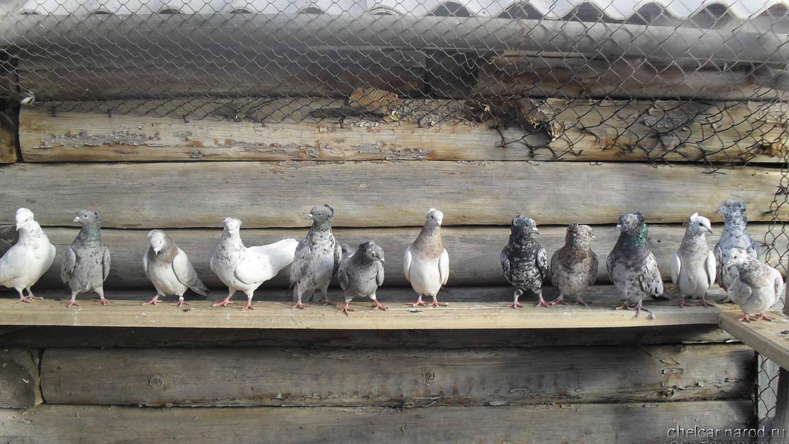 Бакинские голуби, фото №04