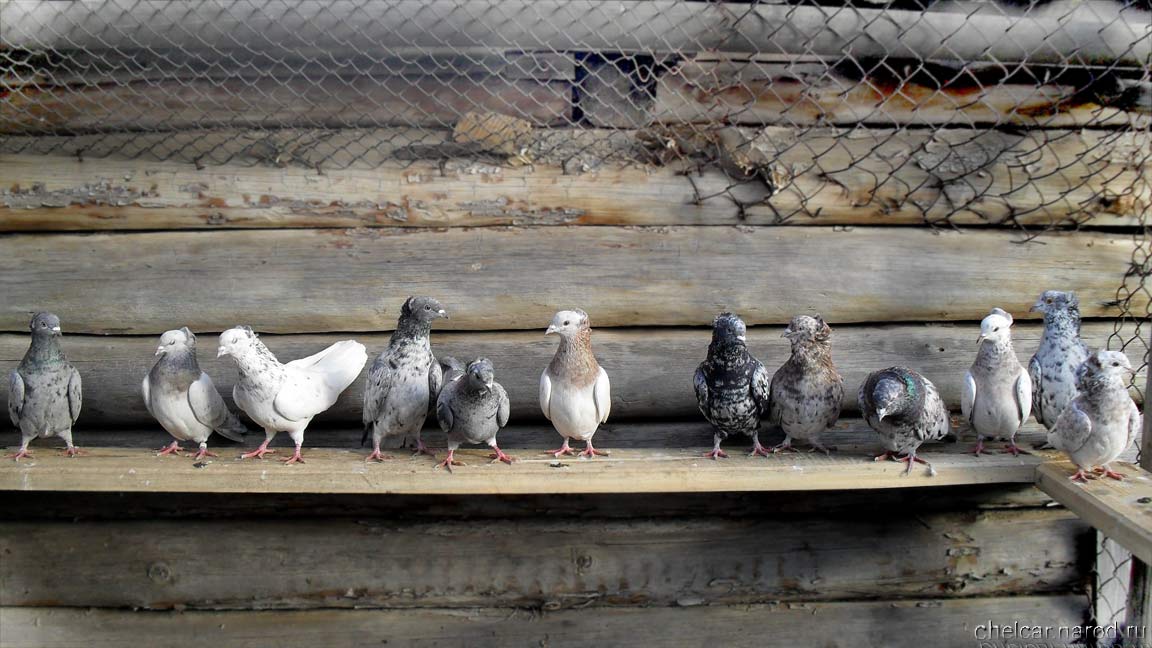 Bakinsky pigeons, photo №05