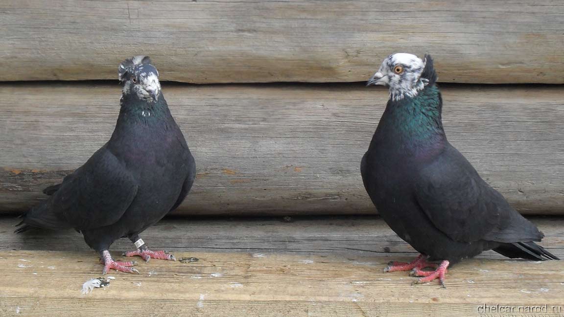 Bakinsky pigeons, photo №06