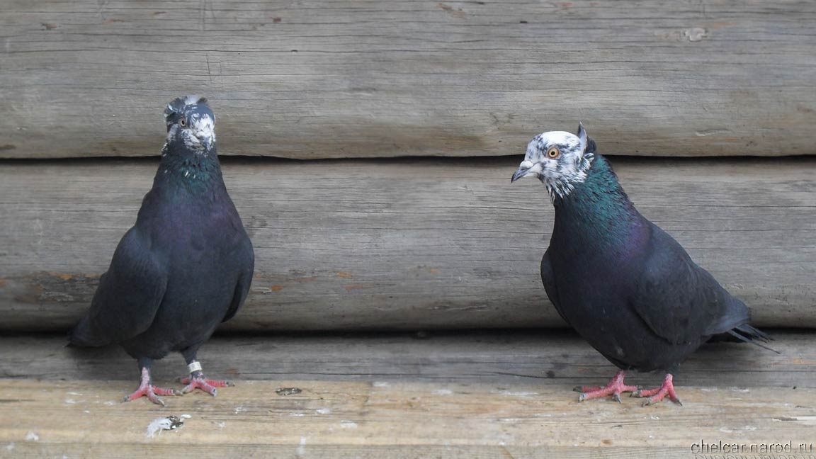 Bakinsky pigeons, photo №07