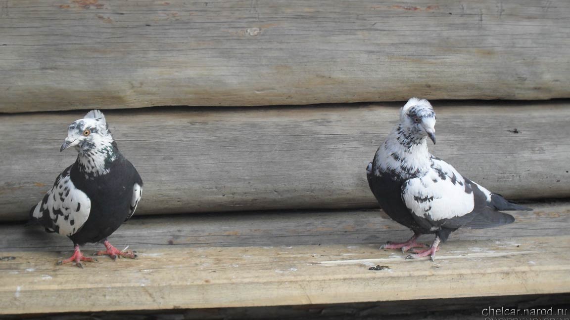 Bakinsky pigeons, photo №08
