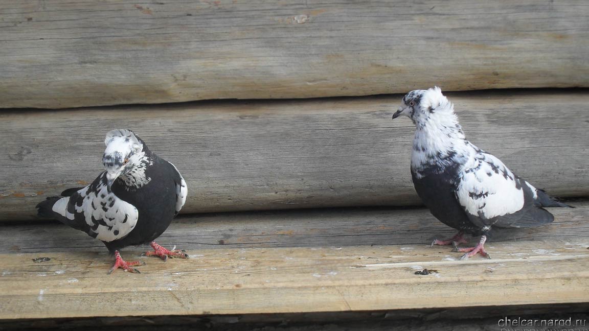 Bakinsky pigeons, photo №09