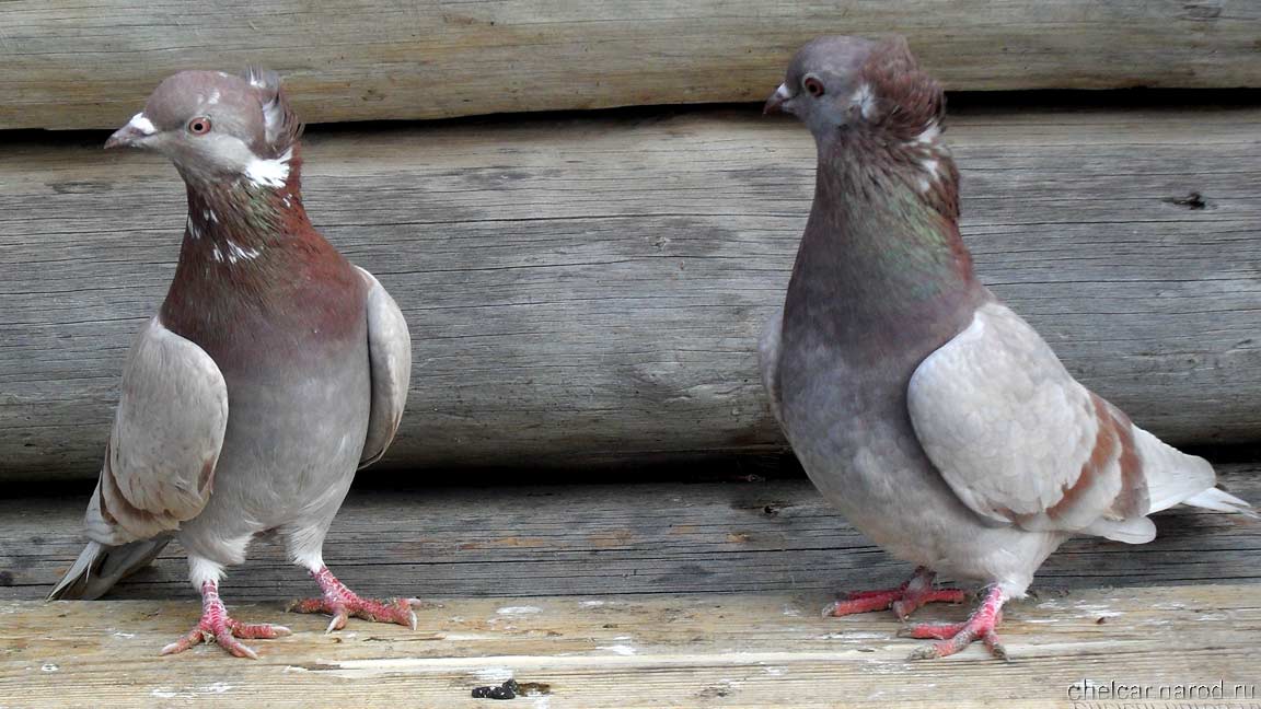 Bakinsky pigeons, photo №10