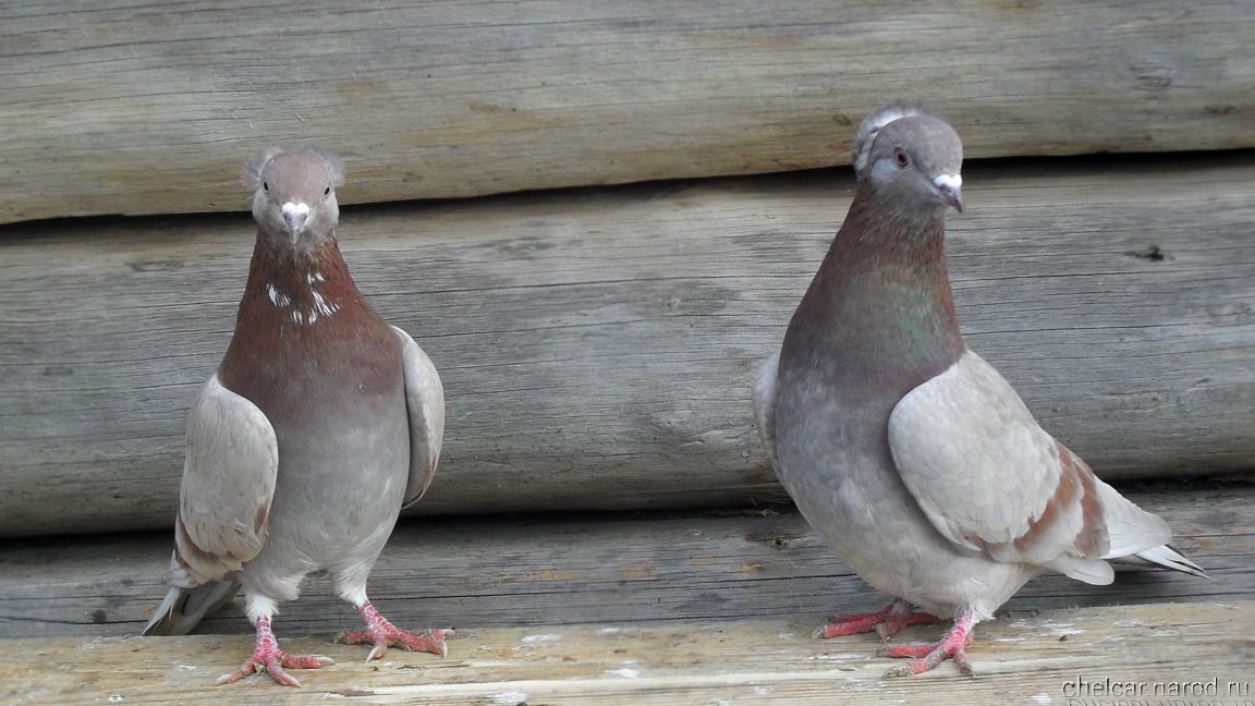 Bakinsky pigeons, photo №11
