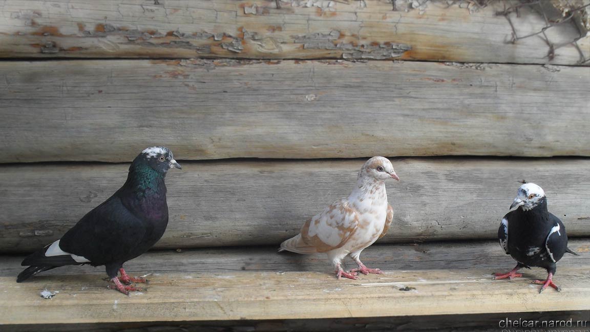 Bakinsky pigeons, photo №12