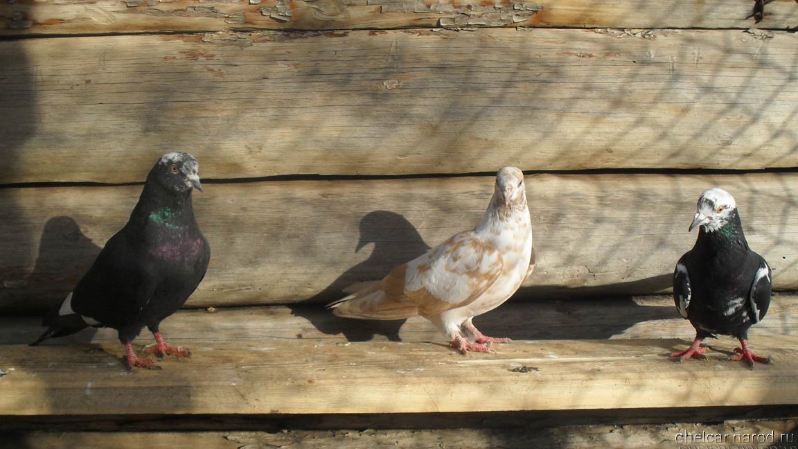 Bakinsky pigeons, photo №13