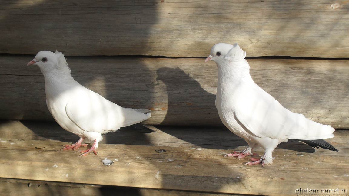 Bakinsky pigeons, photo №14