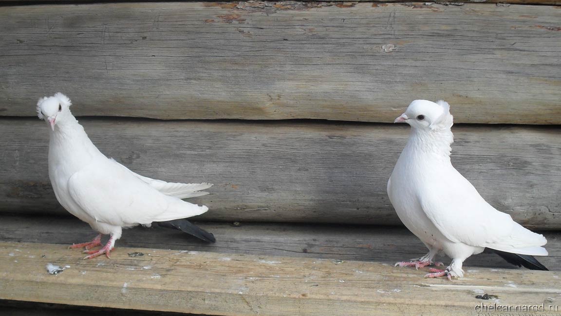 Bakinsky pigeons, photo №15