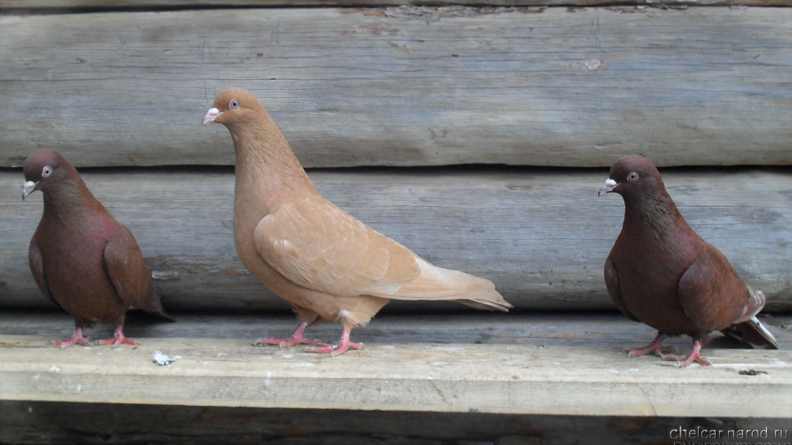 Bakinsky pigeons, photo №16