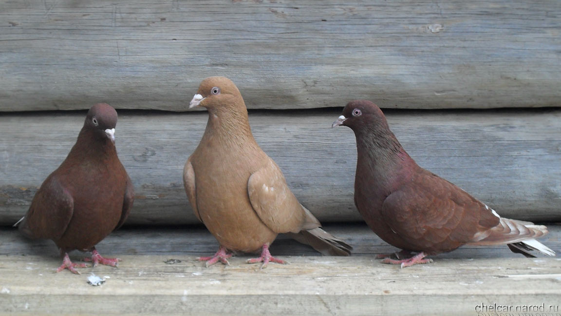 Bakinsky pigeons, photo №17