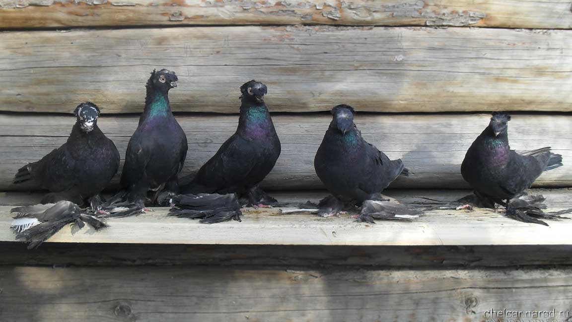 Black pigeons, photo №1