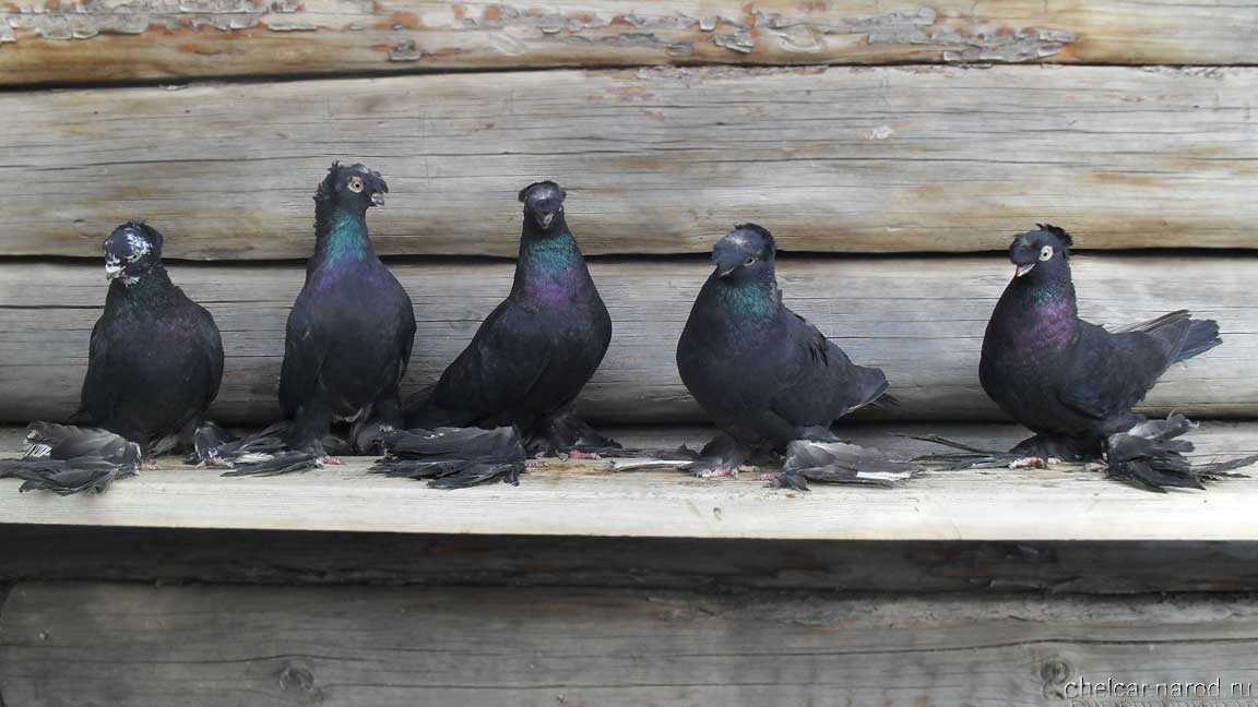Black pigeons, photo №2